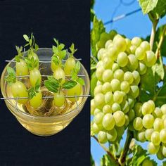 grapes in a glass bowl on the left and an image of green grapes in a wire basket on the right