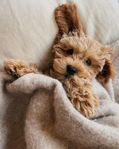 a small brown dog laying on top of a bed