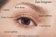 How To Apply Eyeshadow Like A Pro - The Beauty Deep Life Eye Shadow Application, Eyeshadow Application, Eye Makeup Tutorials, Parts Of The Eye, Deep Set Eyes