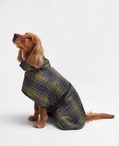 a dog wearing a coat sitting on the ground