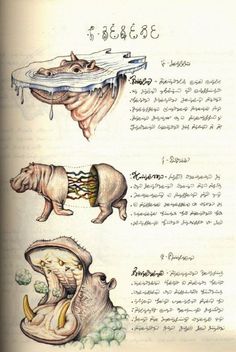 an open book with pictures of animals in different stages of their life cycle, including rhinos and hippopotamus