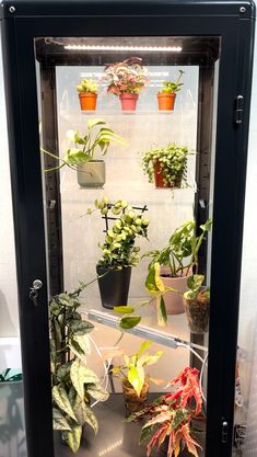 a glass case filled with lots of different types of plants