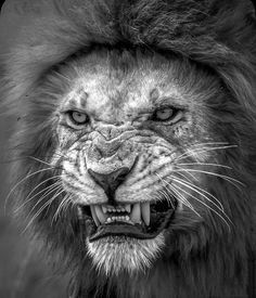 a black and white photo of a lion's face with it's mouth open