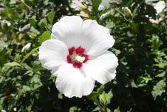 a white and red flower with green leaves in the background