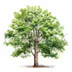 a watercolor painting of a tree with green leaves