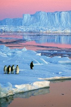 three penguins are standing on an ice floet