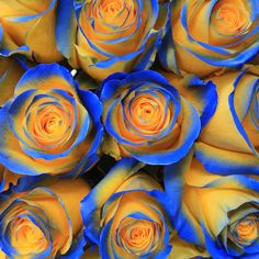 many blue and yellow roses are arranged together