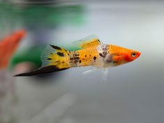 an orange and black fish floating on top of water