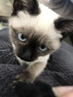 a siamese cat with blue eyes is sitting on a person's lap and looking at the camera