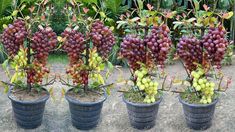 grapes are growing in buckets on the ground