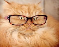 an orange cat with glasses on it's face