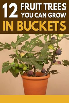 a potted plant with the words 12 fruit trees you can grow in buckets