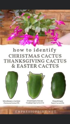 a person holding up a sign that says how to identify christmas cactus's and easter cactus's