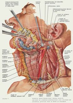 the anatomy of the head and neck