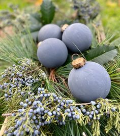 some blue berries and pine needles are arranged in a wreath