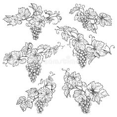 bunches of grapes with leaves royalty illustration