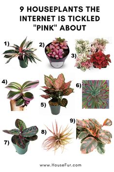 different types of houseplants that are pink and green with the words, 9 houseplants the internet is tickled about