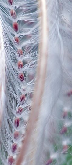 closeup of feathers with red and white flowers in the foreground, blurred background