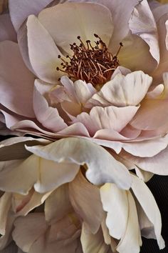 two large pink flowers sitting next to each other