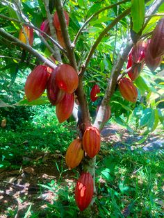 the fruit is growing on the tree and ready to be picked from it's branches