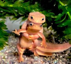 an orange and black gecko standing on its hind legs in front of some green plants