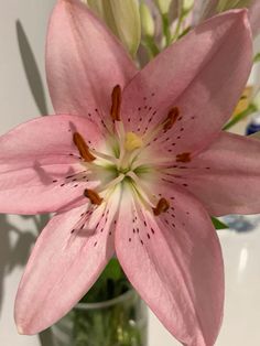 a pink flower in a vase on a table