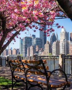 a wooden bench sitting next to a tree filled with pink flowers in front of a city skyline