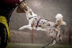 a dog jumping up into the air to catch a frisbee