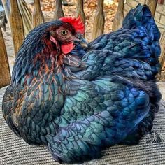 a blue and red rooster sitting on top of a chair