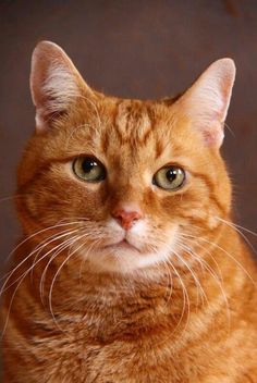 an orange tabby cat with green eyes looking at the camera while sitting in front of a brown background