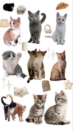 many different types of cats and kittens sitting together