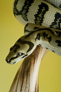 a close up of a snake on top of a tree branch with yellow wall in the background