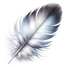 a white and blue feather on a white background