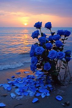 blue roses are on the beach at sunset with petals scattered all over it and water in the background