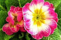 two pink and white flowers with green leaves