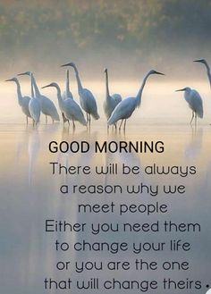 four birds standing in the water with a quote about good morning on it's side