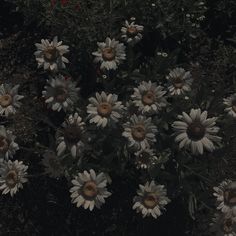 a bunch of white flowers that are growing in the grass and some plants with brown centers