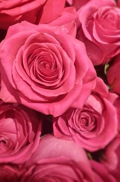 pink roses are arranged together in a close up view with focus on the center flower