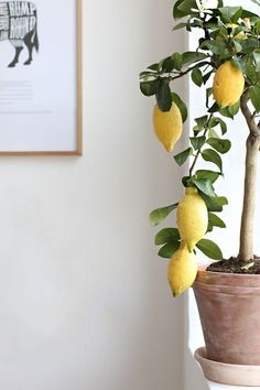 a potted lemon tree in front of a white wall