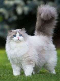 a fluffy white cat with blue eyes standing in the grass