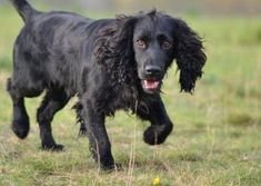 a black dog is running through the grass