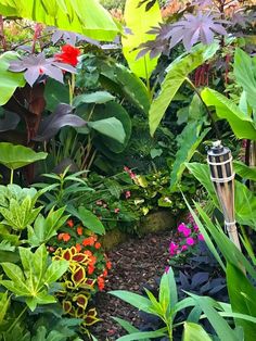 a garden filled with lots of green plants and flowers