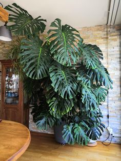 a large plant in a pot on the floor