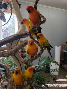 a group of birds sitting on top of a tree branch next to a potted plant