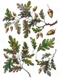 watercolor painting of leaves and acorns on white background royalty photo