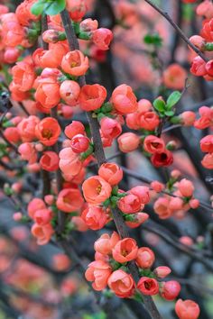 red flowers are blooming on a tree branch