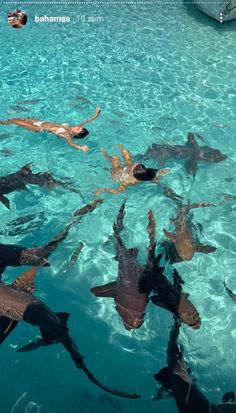 a group of people swimming with sharks in the water