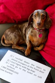 a dachshund dog sitting on top of a couch next to a sign