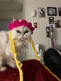 a white cat wearing a pink and yellow hat