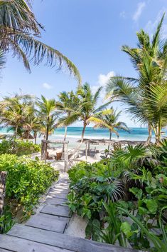 a walkway leading to the beach with palm trees